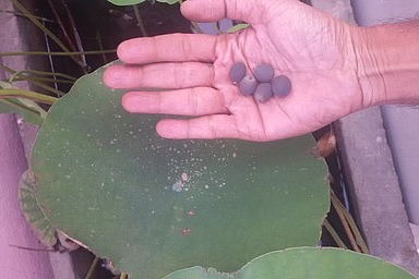 Harvesting of Makhana