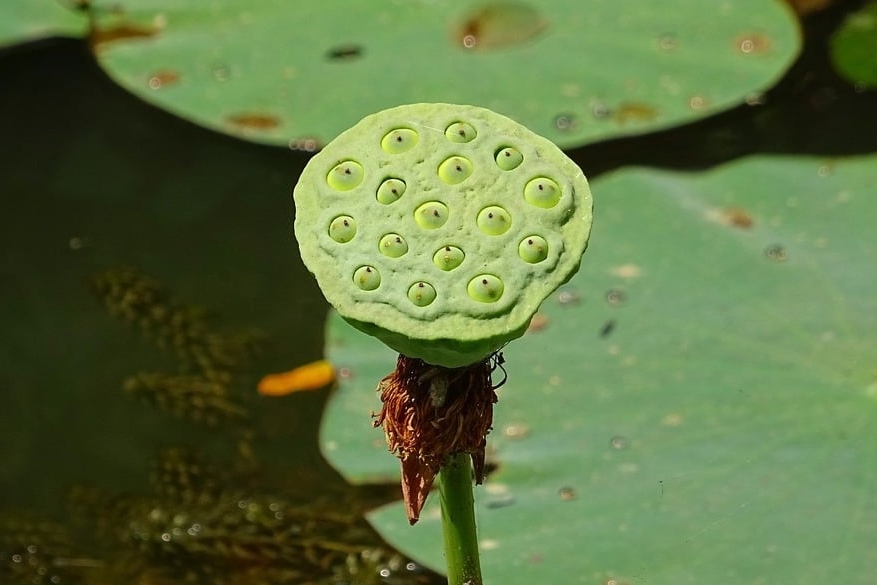 Makhana or Prickly Water Lily: The Superfood Revolutionizing Healthy Snacking